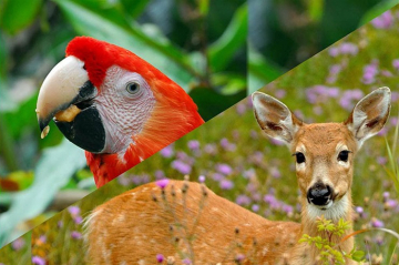 Pourquoi fête-t-on le jour du guara roux et du cerf de Virginie